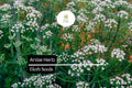 Anise Herb Seeds 250mg | Pimpinella anisum | Culinary Herb for Teas & Baked Goods