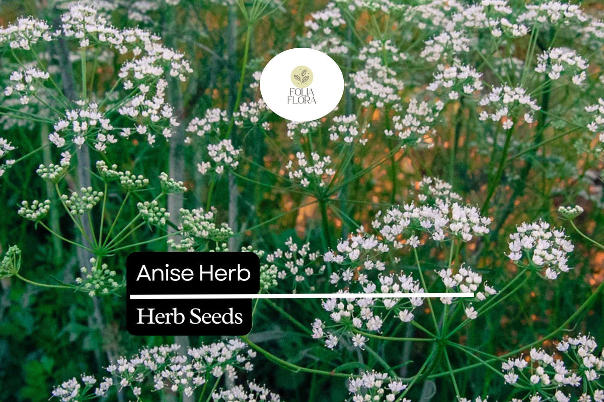 Anise Herb Seeds 250mg | Pimpinella anisum | Culinary Herb for Teas & Baked Goods
