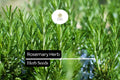 Rosemary Seeds - 100mg Rosmarinus officinalis Culinary Herb for Cooking & Gardens