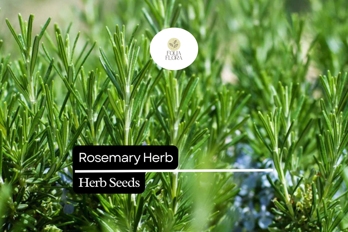 Rosemary Seeds - 100mg Rosmarinus officinalis Culinary Herb for Cooking & Gardens