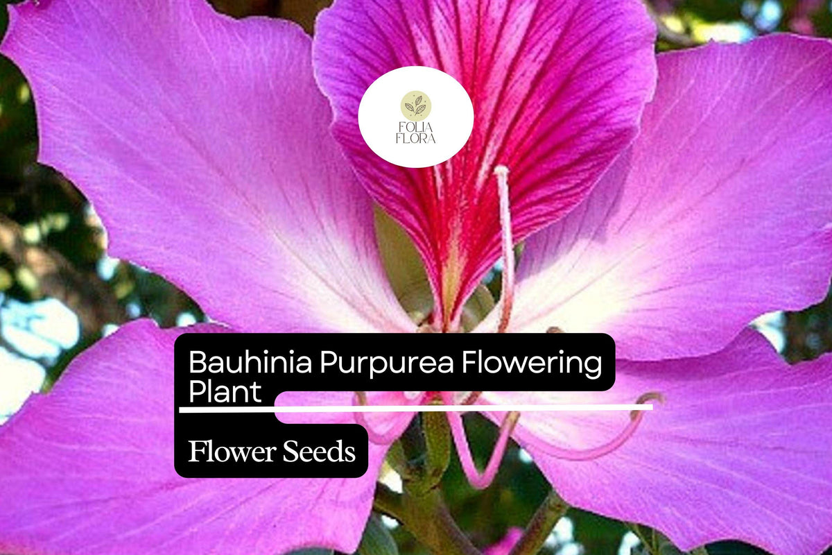 10 Bauhinia Purpurea Seeds - Purple Orchid Tree Exotic Flowering Garden Plant