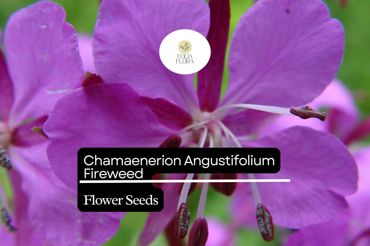 Fireweed Seeds - Chamaenerion angustifolium - 30mg Vibrant Wildflower for Gardens & Meadows