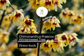 10 Chimonanthus Praecox Seeds - Wintersweet Fragrant Winter-Blooming Shrub