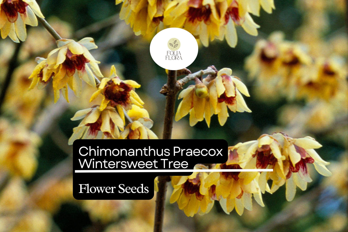 10 Chimonanthus Praecox Seeds - Wintersweet Fragrant Winter-Blooming Shrub