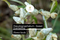 Sweet Everlasting Seeds - Pseudognaphalium obtusifolium Perennial Wildflower, 30mg