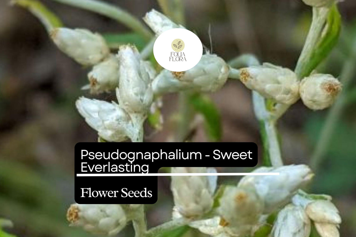 Sweet Everlasting Seeds - Pseudognaphalium obtusifolium Perennial Wildflower, 30mg