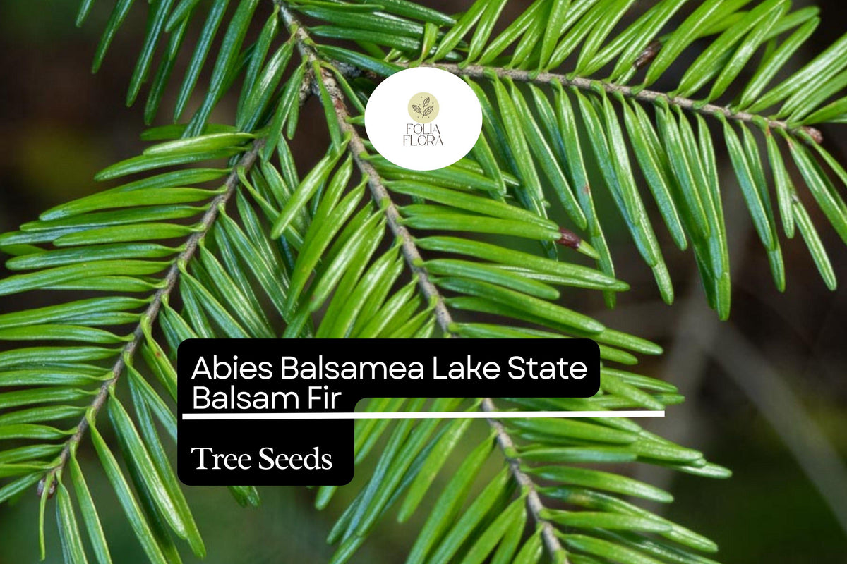 Balsam Fir Seeds (Abies balsamea) - 250mg Fragrant Evergreen Conifer Seeds