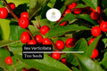 250mg Winterberry Holly Seeds - Ilex verticillata Deciduous Shrub