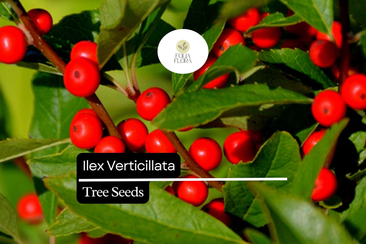 250mg Winterberry Holly Seeds - Ilex verticillata Deciduous Shrub