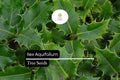 10 English Holly Seeds - Ilex aquifolium Evergreen Shrub with Red Berries