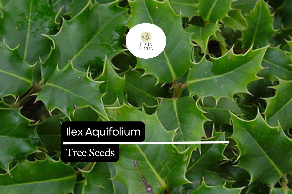 10 English Holly Seeds - Ilex aquifolium Evergreen Shrub with Red Berries
