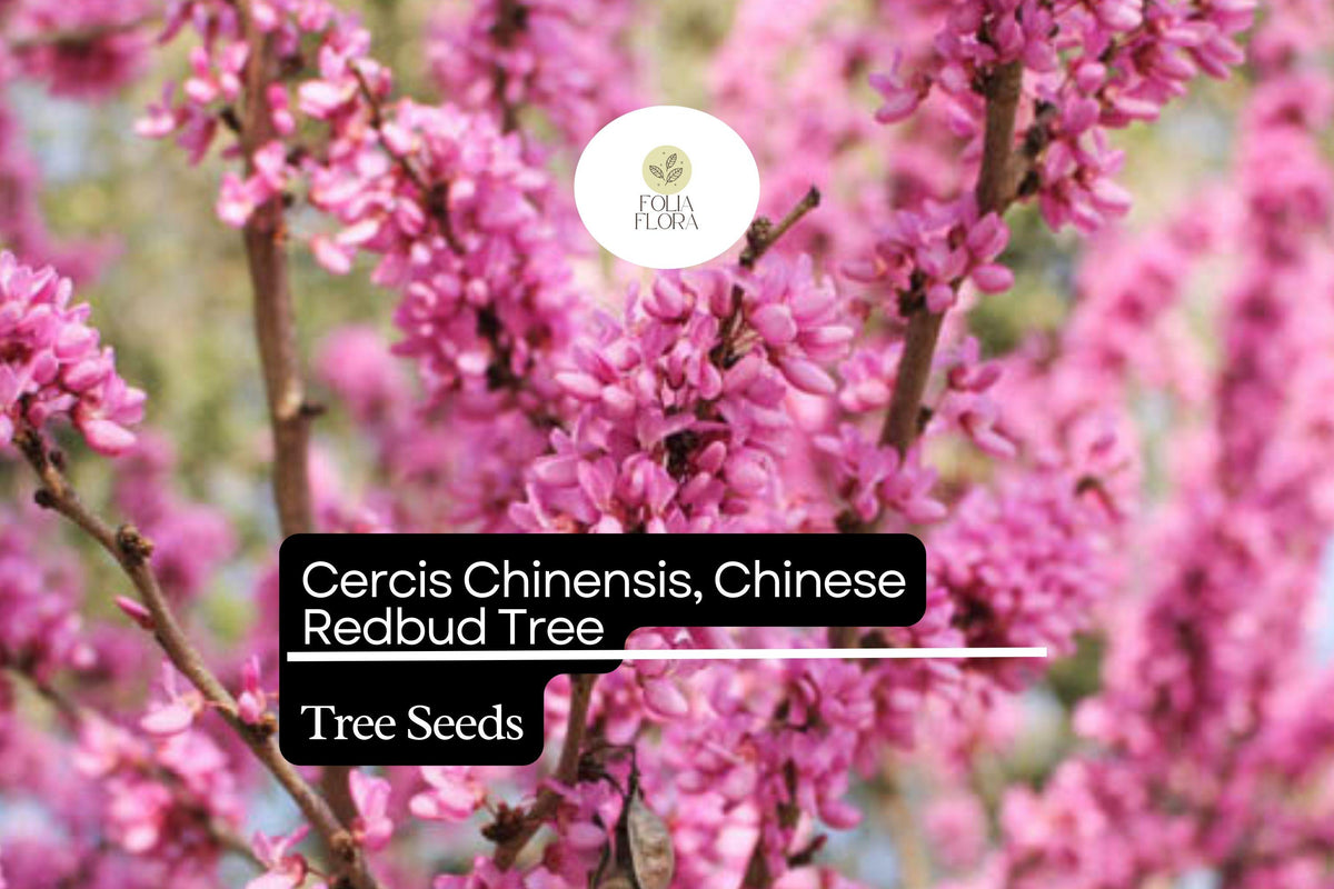 10 Chinese Redbud Tree Seeds - Cercis chinensis Pink Blooms