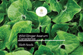 Wild Ginger Seeds 100mg | Asarum canadense Shade Perennial
