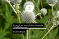 Rattlesnake Master Seeds 1g - Eryngium yuccifolium Native Prairie Perennial