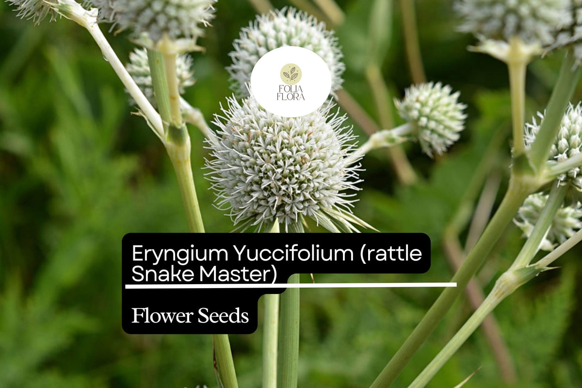 Rattlesnake Master Seeds 1g - Eryngium yuccifolium Native Prairie Perennial
