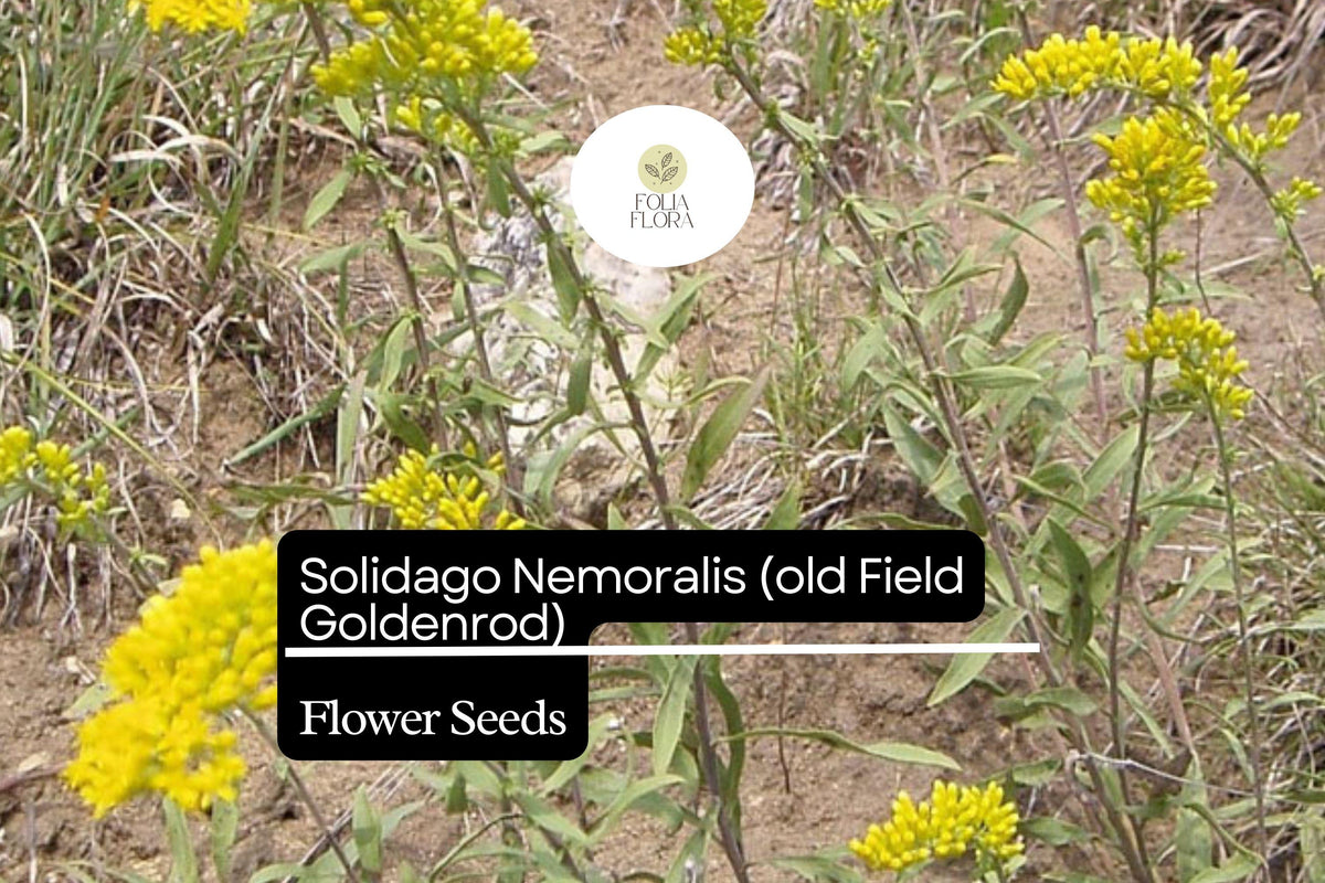 Old Field Goldenrod Seeds - 500 Solidago nemoralis Native Wildflower for Pollinators