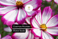 Cosmos Picotee Seeds 1g - Bicolor Blooms for Pollinator Gardens