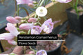 100mg Dusty Penstemon Seeds – Penstemon comarrhenus Drought-Tolerant Native Wildflower