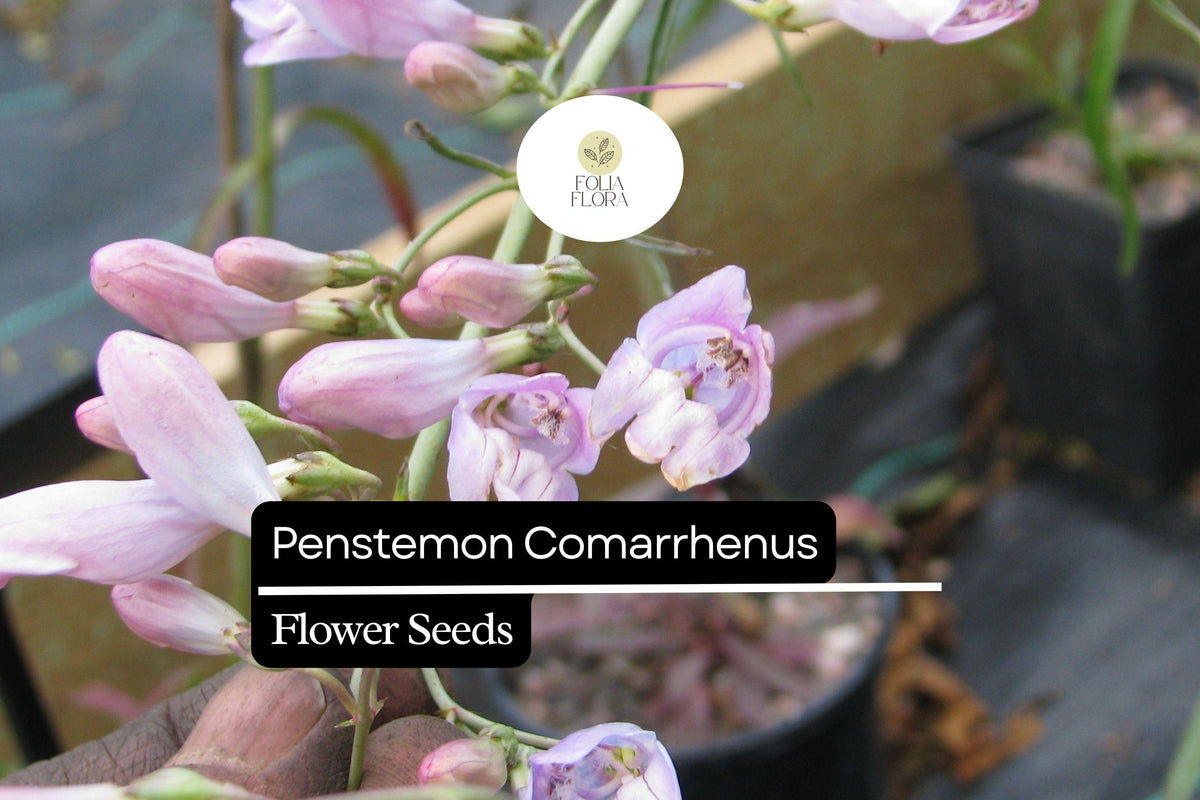 100mg Dusty Penstemon Seeds – Penstemon comarrhenus Drought-Tolerant Native Wildflower