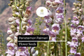 Palmer's Penstemon Seeds – 100mg Fragrant Desert Wildflower for Pollinator Gardens