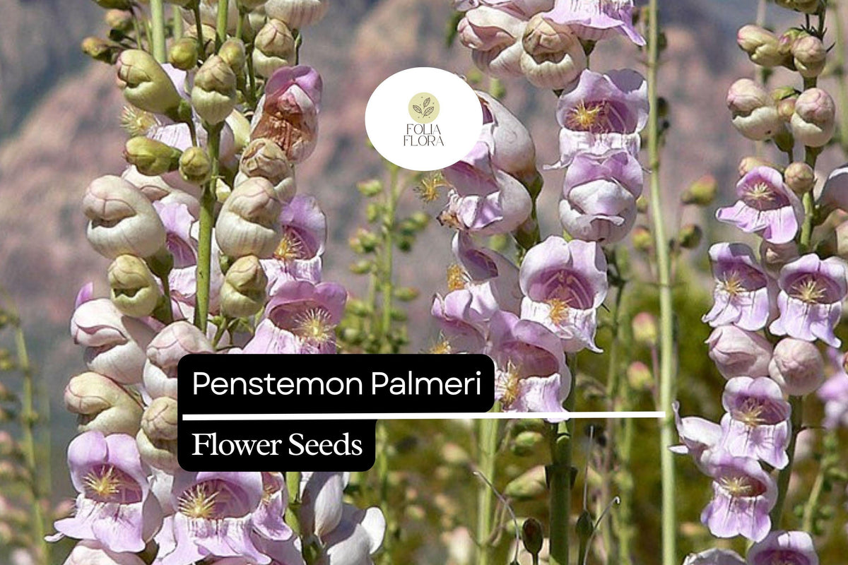 Palmer's Penstemon Seeds – 100mg Fragrant Desert Wildflower for Pollinator Gardens