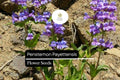 100mg Penstemon payettensis Seeds - Payette Penstemon Rare Native Wildflower