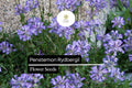 Rydberg's Penstemon Seeds - 100mg Native Perennial for Pollinator Gardens