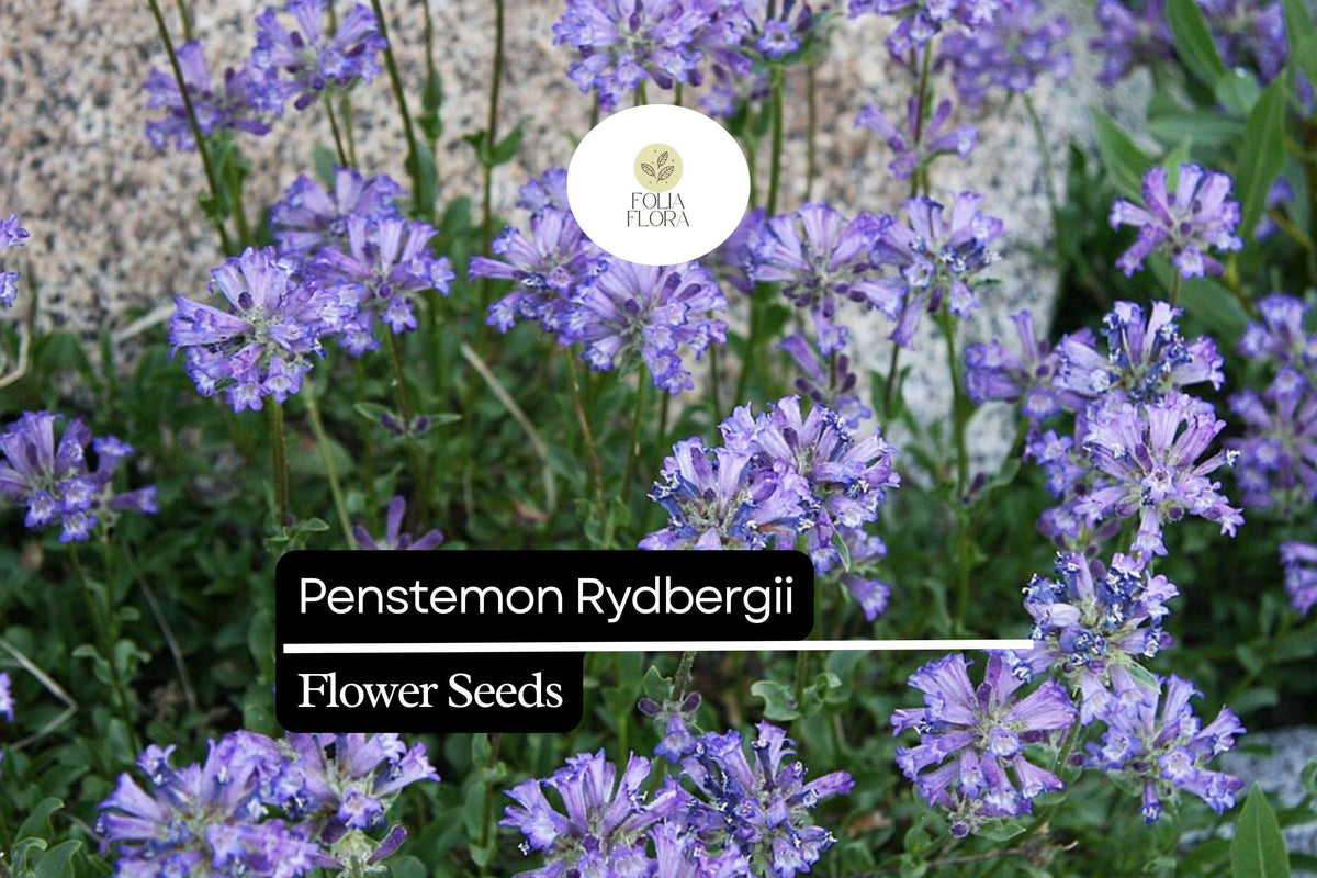 Rydberg's Penstemon Seeds - 100mg Native Perennial for Pollinator Gardens