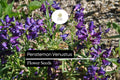 Penstemon venustus Seeds - Venus Penstemon Lavender Wildflower Perennial, 100mg