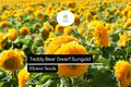 Teddy Bear Dwarf Sunflower Seeds, Sungold Double-Blooming Compact Sunflowers, 1g