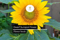 Dwarf Sunspot Sunflower Seeds - 1g Helianthus annuus Compact Golden Blooms
