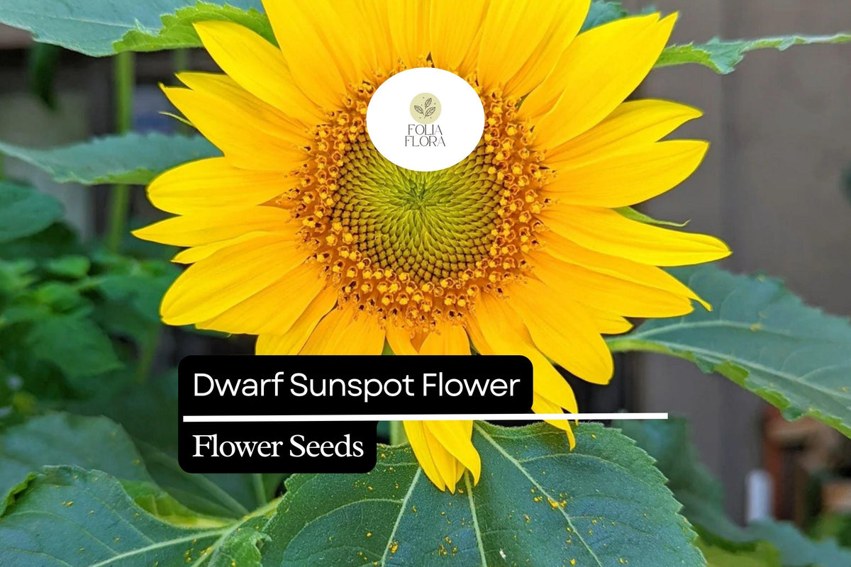 Dwarf Sunspot Sunflower Seeds - 1g Helianthus annuus Compact Golden Blooms