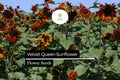 Velvet Queen Sunflower Seeds - 1g Helianthus annuus Deep Red Blooms