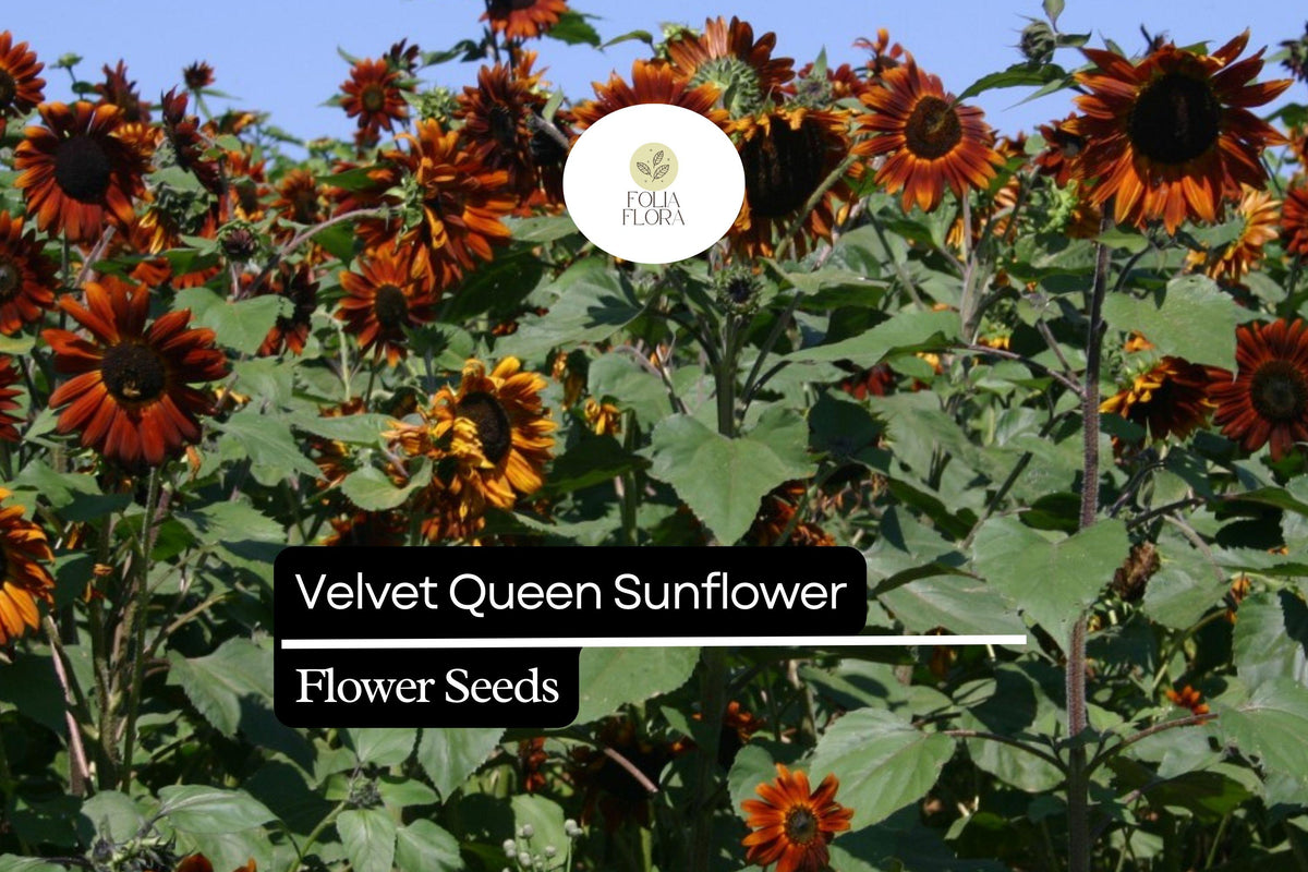 Velvet Queen Sunflower Seeds - 1g Helianthus annuus Deep Red Blooms