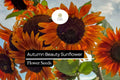 Autumn Beauty Sunflower Seeds 1g – Multicolored Fall Sunflowers for Planting