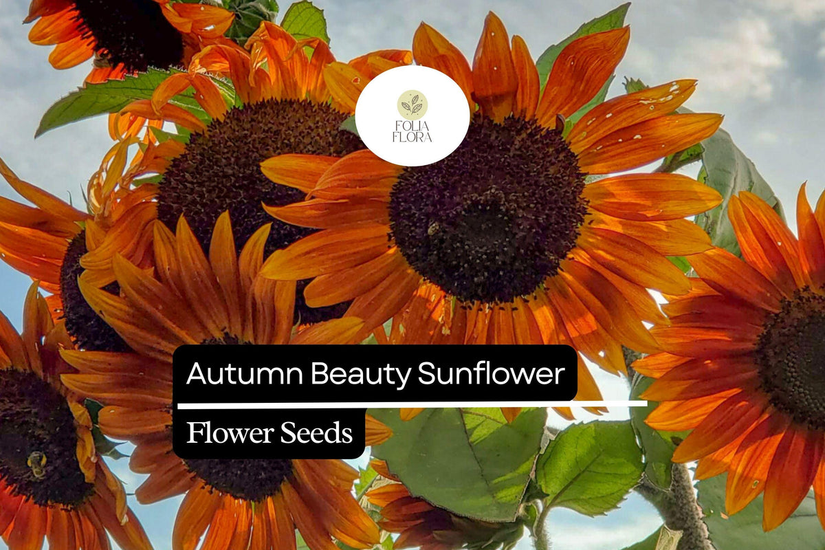 Autumn Beauty Sunflower Seeds 1g – Multicolored Fall Sunflowers for Planting