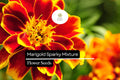 500mg Sparky Mixture Marigold Seeds - Vibrant French Marigolds with Bold Orange & Red Blooms