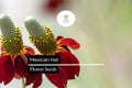 Mexican Hat Wildflower Seeds – Ratibida columnifera – 100 mg Drought-Tolerant Red & Yellow Blooms