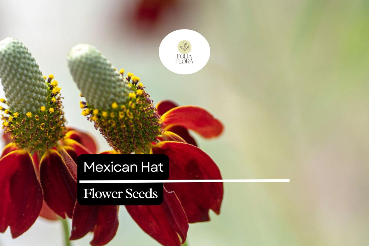 Mexican Hat Wildflower Seeds – Ratibida columnifera – 100 mg Drought-Tolerant Red & Yellow Blooms