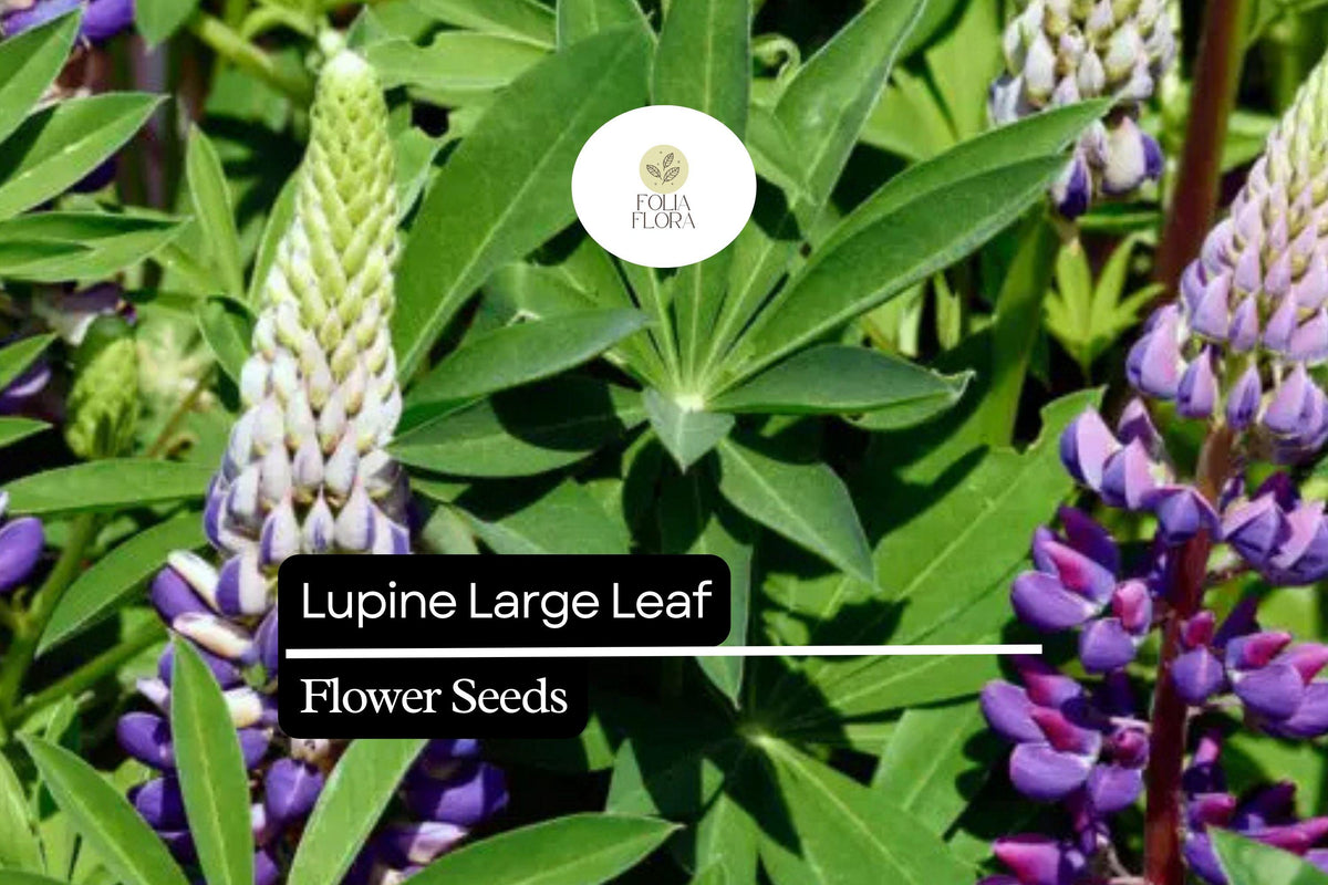 Large Leaf Lupine Seeds 500mg - Lupinus polyphyllus Pollinator Wildflower