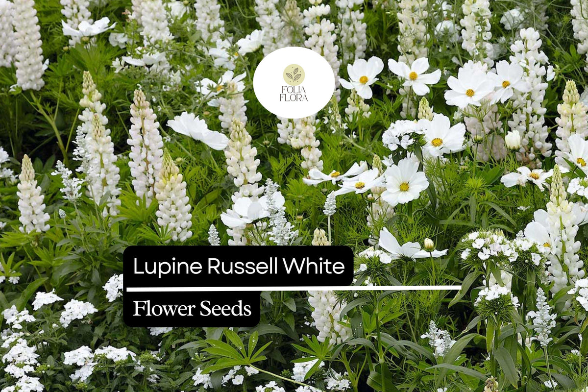White Lupine Seeds - Lupinus polyphyllus Russell White 500mg Perennial Flower Seeds