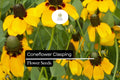 100mg Clasping Coneflower Seeds (Dracopis amplexicaulis) - Native Wildflower for Pollinators
