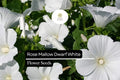 Dwarf White Rose Mallow Seeds – 250mg Hibiscus moscheutos Compact Hardy Perennial