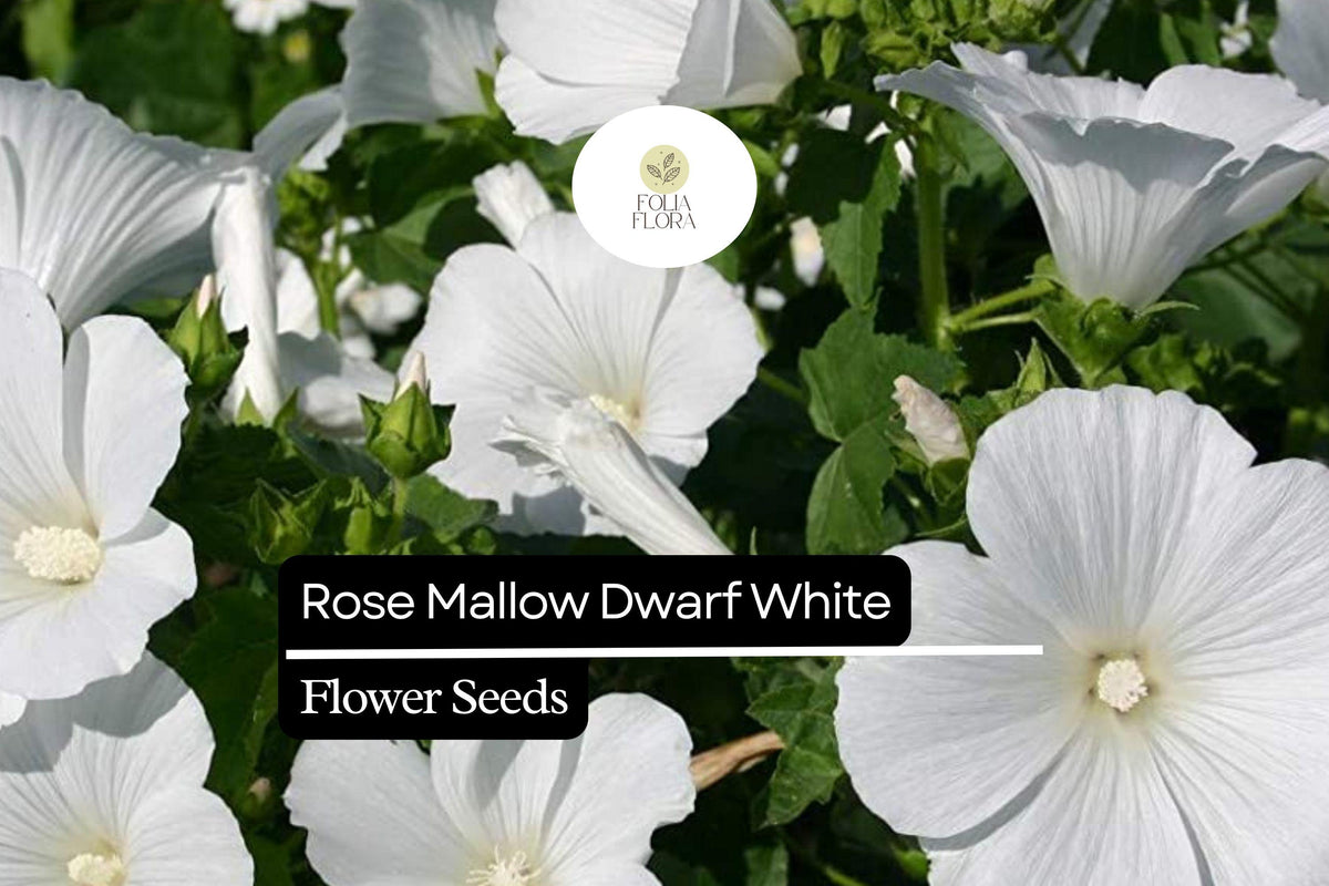 Dwarf White Rose Mallow Seeds – 250mg Hibiscus moscheutos Compact Hardy Perennial