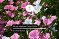 Dwarf Rose Mallow Mix Seeds 250mg - Hibiscus moscheutos Compact Perennial