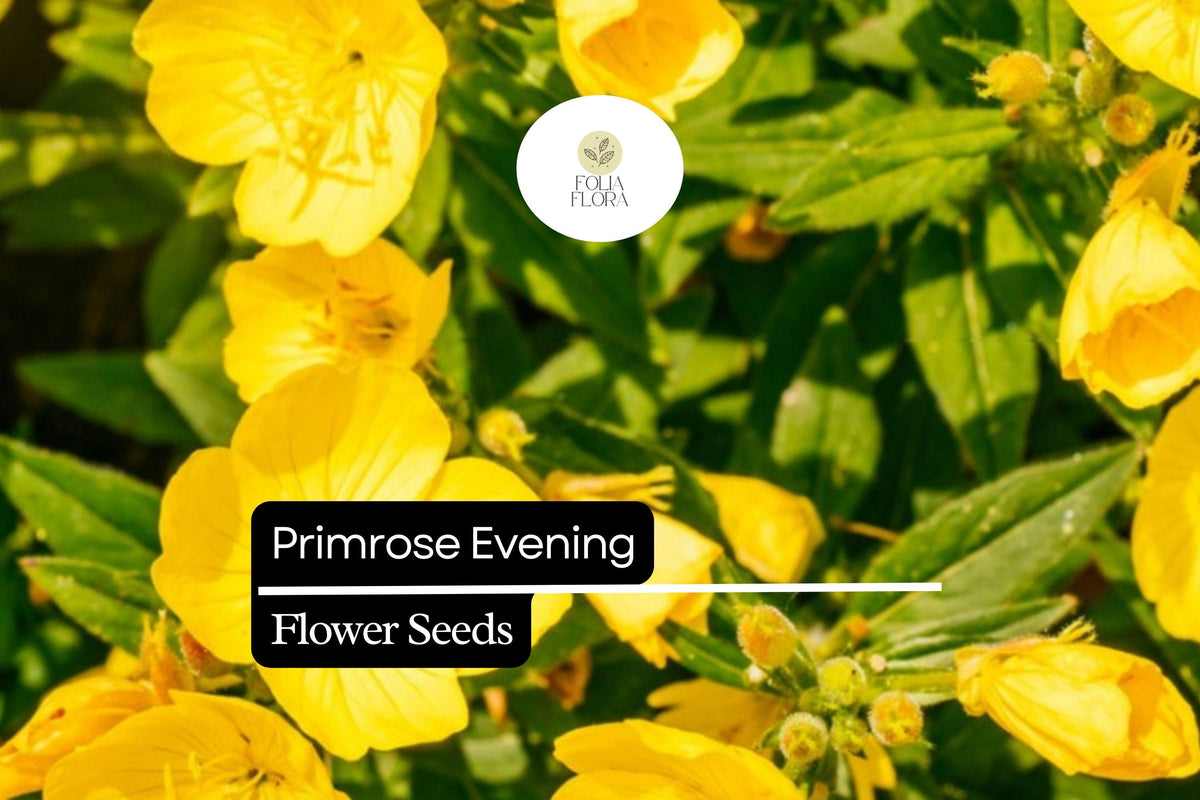 Evening Primrose Seeds (Oenothera biennis) - 100mg Night Blooming Pollinator Flower