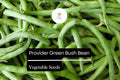 Provider Green Bush Bean Seeds – 50 Heirloom Stringless Snap Bean Seeds for Planting