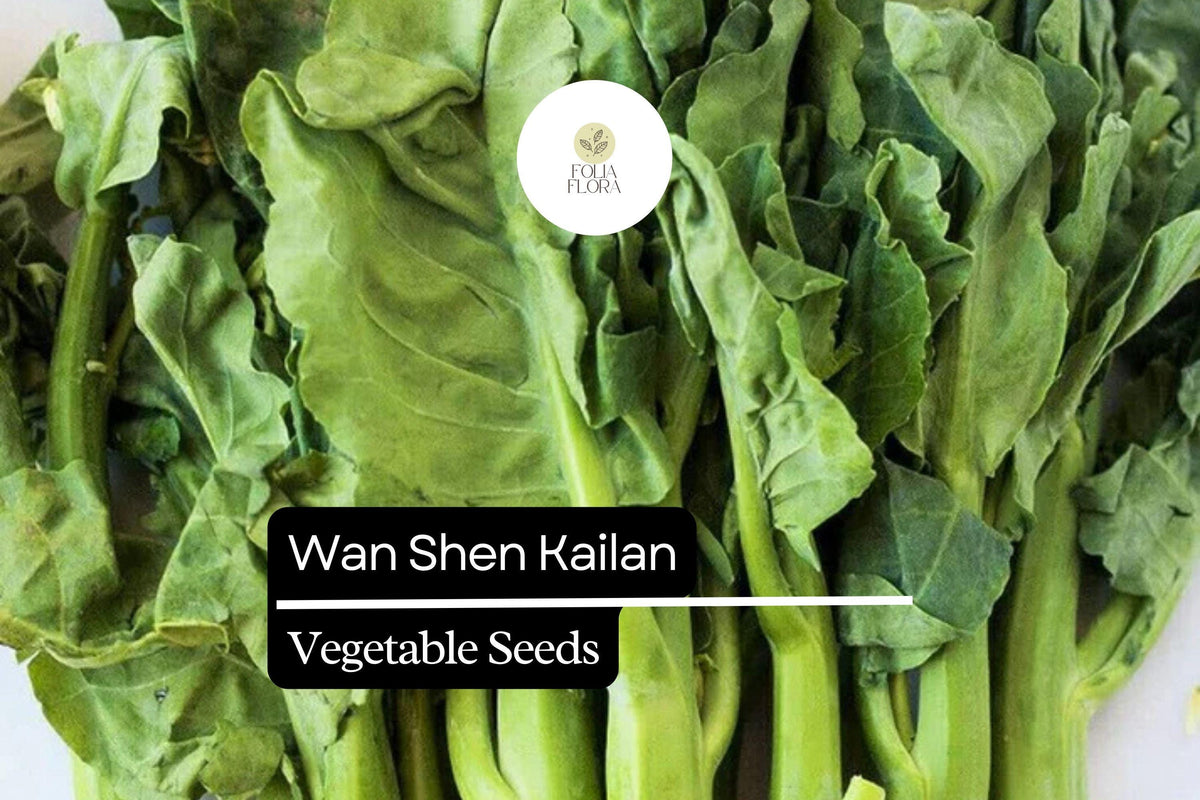 Wan Shen Kailan Seeds - Chinese Broccoli with Sweet Leaves (500mg Packet)
