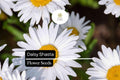 100mg Shasta Daisy Seeds, Leucanthemum × superbum, Hardy White Perennial Flower Seeds