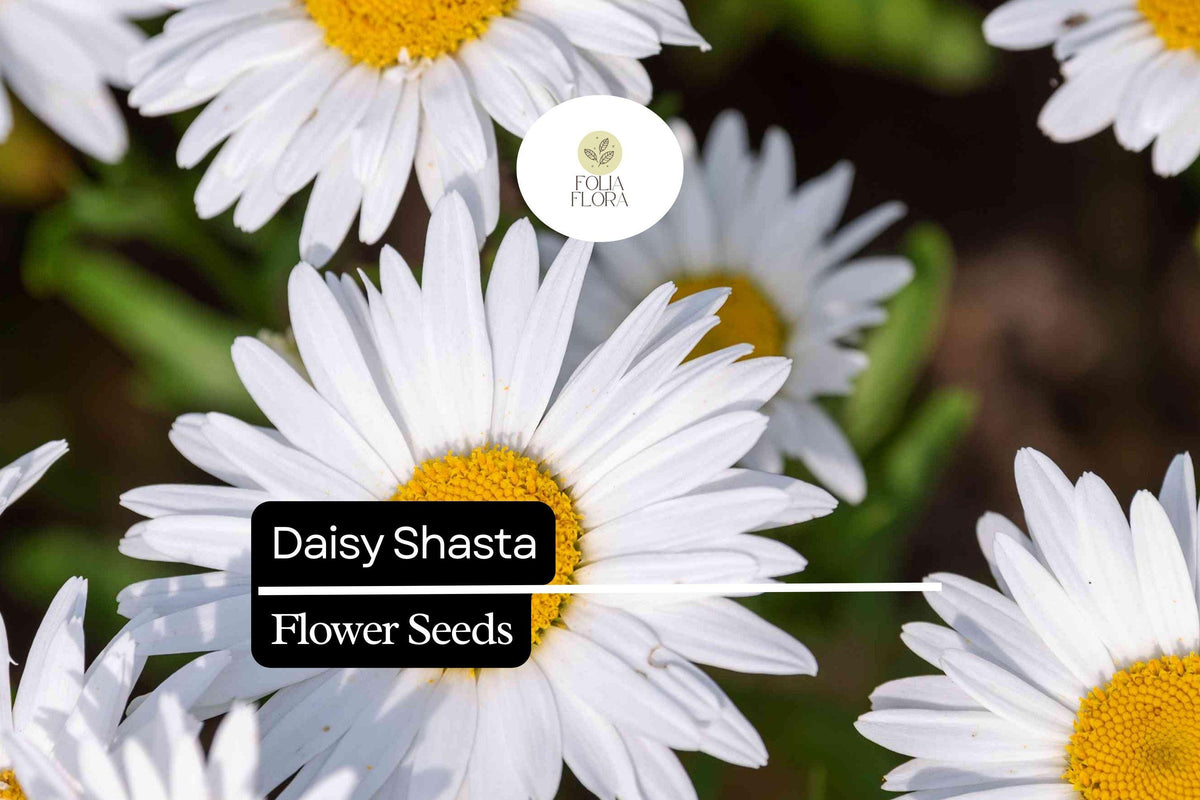100mg Shasta Daisy Seeds, Leucanthemum × superbum, Hardy White Perennial Flower Seeds